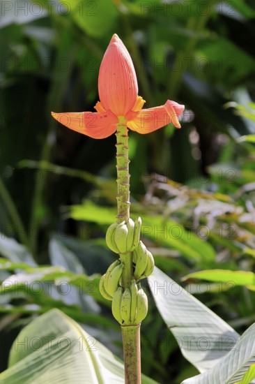 Musa laterita, Indian dwarf banana, blossom, fruits, Singapore, Southeast Asia