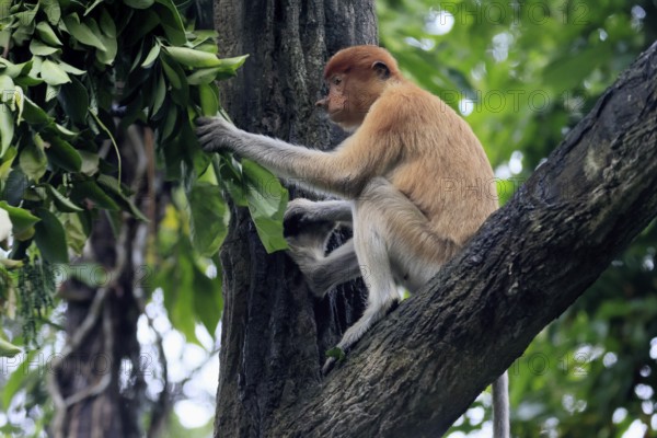Proboscis monkey (Nasalis larvatus), young animal, sitting in a tree, looking for food