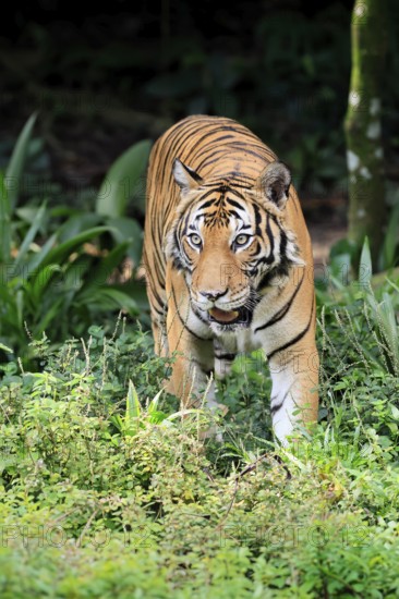 Malaysia tiger (Panthera tigris jacksoni), adult, running, stalking, vigilant, Malaysia, Southeast Asia