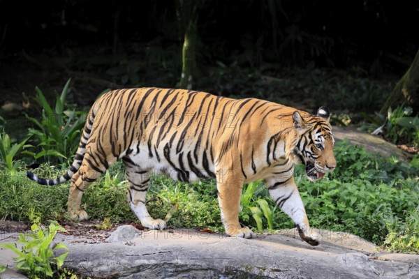 Malaysia tiger (Panthera tigris jacksoni), adult, running, stalking, vigilant, Malaysia, Southeast Asia