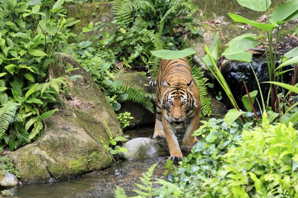 Malaysia tiger (Panthera tigris jacksoni), adult, running, in water, stream, vigilant, Malaysia, Southeast Asia