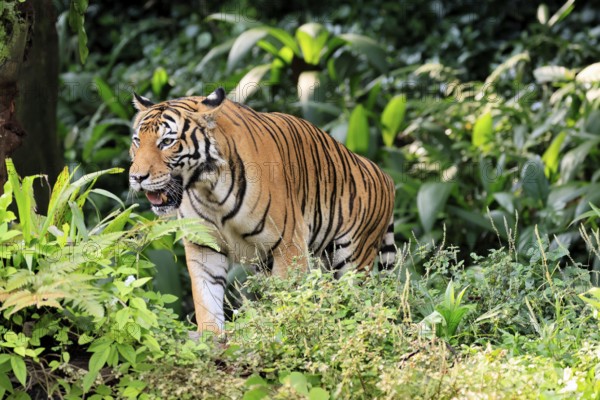 Malaysia tiger (Panthera tigris jacksoni), adult, running, stalking, vigilant, Malaysia, Southeast Asia