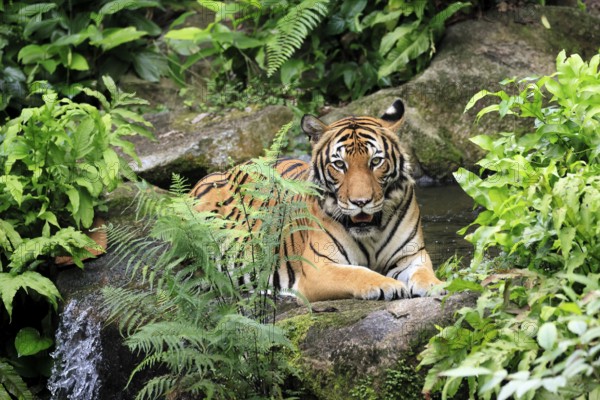 Malaysia tiger (Panthera tigris jacksoni), adult, portrait, sitting, alert, Malaysia, Southeast Asia