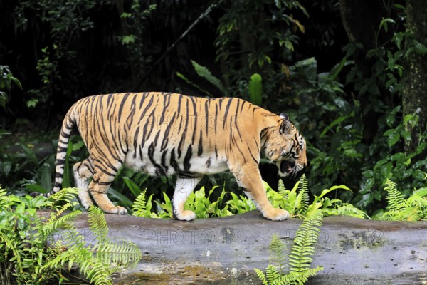 Malaysia tiger (Panthera tigris jacksoni), adult, running, stalking, vigilant, Malaysia, Southeast Asia