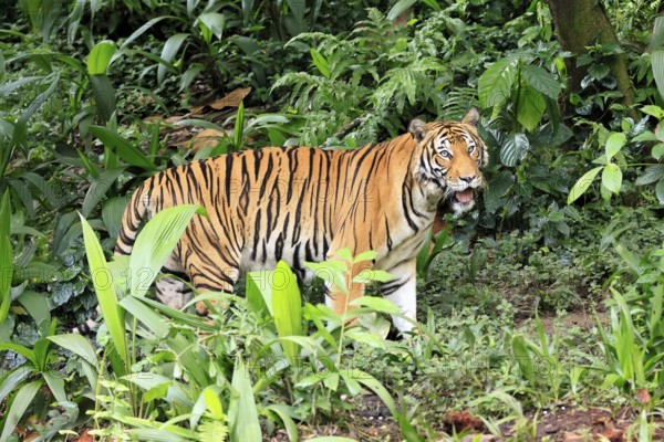 Malaysia tiger (Panthera tigris jacksoni), adult, alert, Malaysia, Southeast Asia