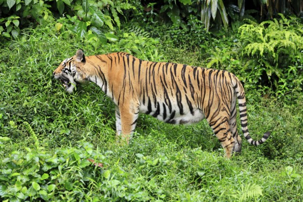 Malaysia tiger (Panthera tigris jacksoni), adult, feeding, grass, Malaysia, Southeast Asia