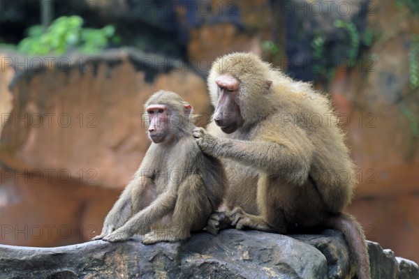 Mantled baboon (Papio hamadryas), two animals, grooming, sitting, on rocks, social behaviour
