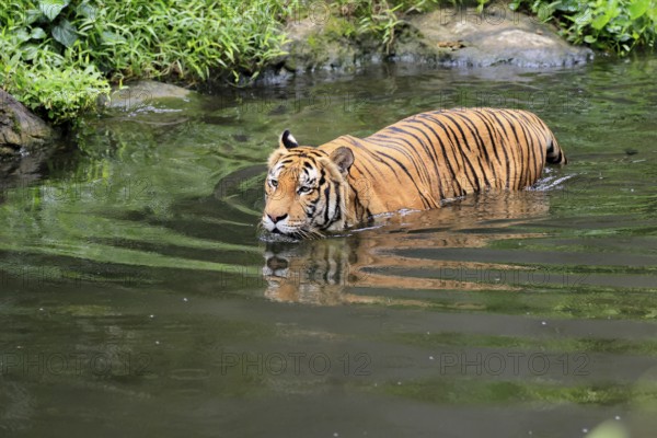 Malaysia tiger (Panthera tigris jacksoni), adult, in water, alert, Malaysia, Southeast Asia