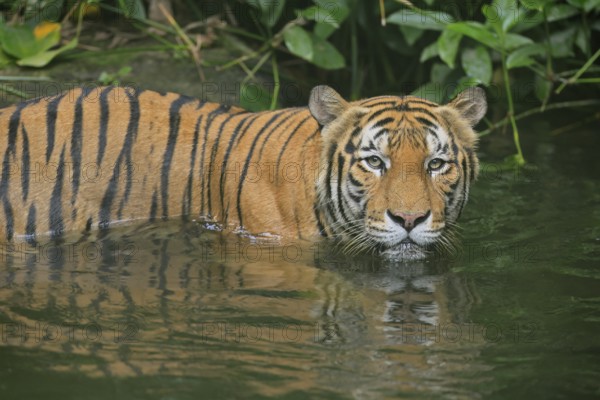 Malaysia tiger (Panthera tigris jacksoni), adult, in water, alert, Malaysia, Southeast Asia