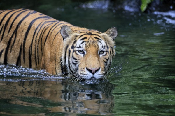Malaysia tiger (Panthera tigris jacksoni), adult, in water, alert, Malaysia, Southeast Asia
