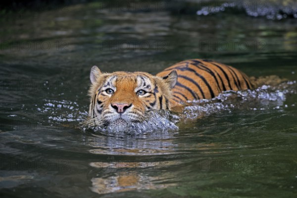 Malaysia tiger (Panthera tigris jacksoni), adult, in water, swimming, Malaysia, Southeast Asia