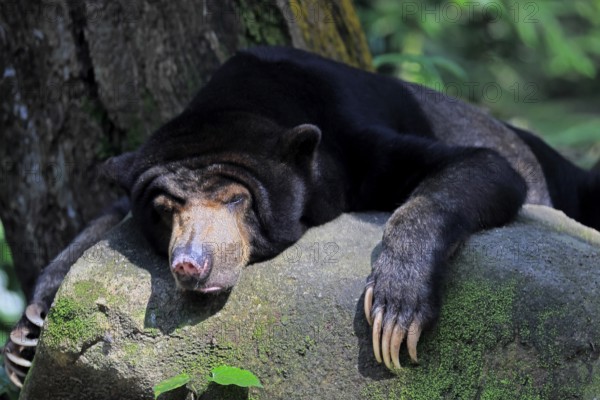 Malayan bear (Helarctos malayanus), adult, alert