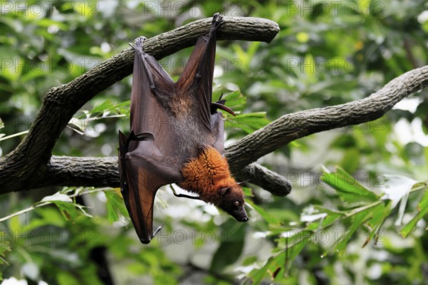 Kalong flying fox (Pteropus vampyrus), adult, in sleeping tree, during the day, alert, Singapore, Southeast Asia