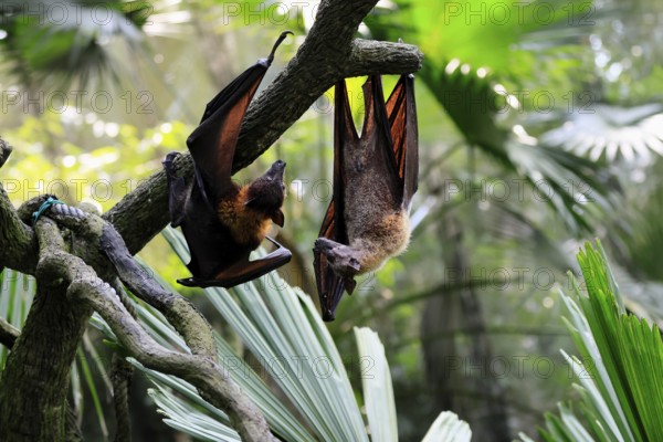 Kalong flying fox (Pteropus vampyrus), adult, two animals, in sleeping tree, during the day, Singapore, Southeast Asia
