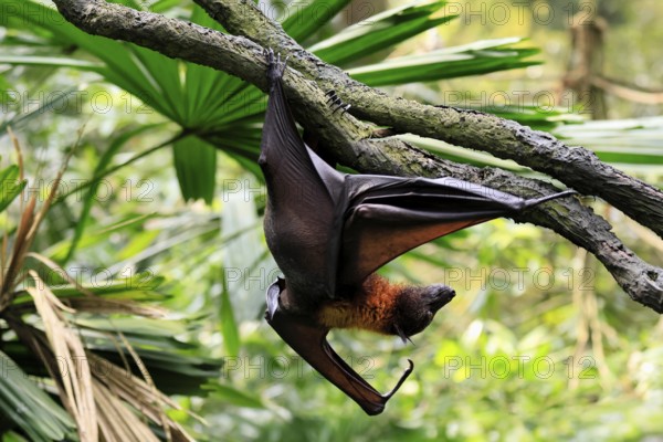 Kalong flying fox (Pteropus vampyrus), adult, climbing, in sleeping tree, during the day, Singapore, Southeast Asia