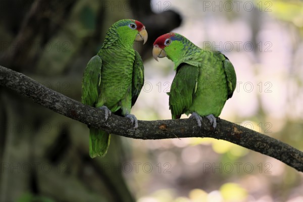 Green-cheeked Amazon (Amazona viridigenalis), adult, pair, on tree, social behaviour, Mexico, North America