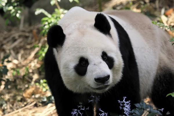 Giant Panda (Ailuropoda melanoleuca), adult, portrait, China