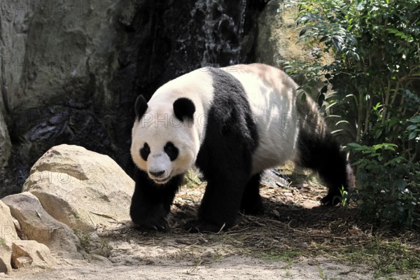 Giant Panda (Ailuropoda melanoleuca), adult, running, alert, China