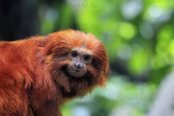 Golden lion tamarin (Leontopithecus rosalia), adult, on tree, alert, Brazil, South America