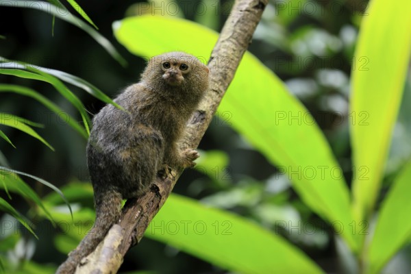 Yellow-bellied marmoset (Cebuella pygmaea), adult, on tree, alert, Amazonas, rainforest, South America