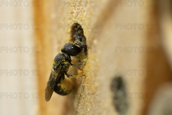 Orange vented mason bee (Osmia leaiana) adult insect at a bee hotel box in summer, England, United Kingdom