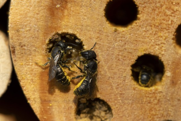 Orange vented mason bee (Osmia leaiana) two adult insects at a bee hotel box in summer, England, United Kingdom