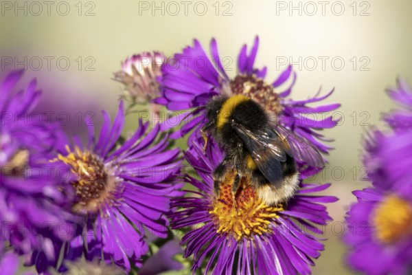 Garden bumblebee (Bombus hortorum) adult bee insect feeding on purple garden Aster plant flower in summer, England, United Kingdom