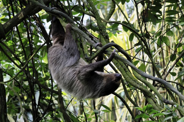 Linnaeus's two-toed sloth (Choloepus didactylus), Unau, adult, in tree, climbing, foraging, Ecuador, South America