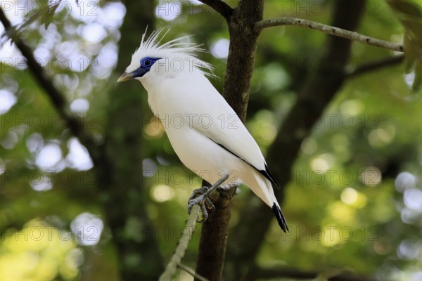 Bali mynah (Leucopsar rothschildi), Bali mynah, adult, on tree, alert, Bali, Singapore