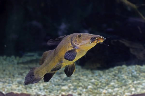Eye-spotted catfish (Auchenoglanis occidentalis), adult, swimming, in water, Africa, captive, Singapore