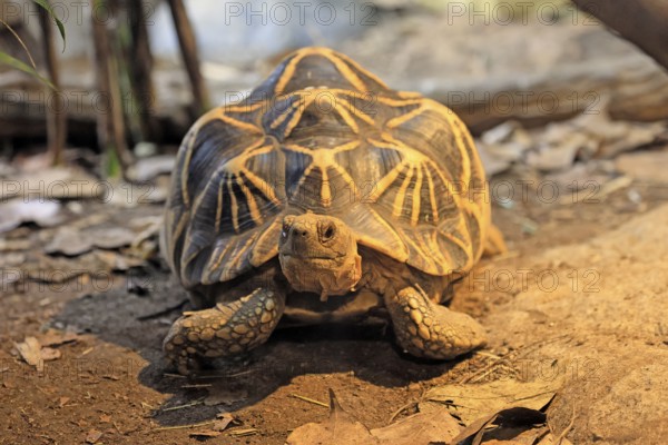 Burmese star tortoise (Geochelone platynota), adult, foraging, Myanmar, Asia, captive, Singapore
