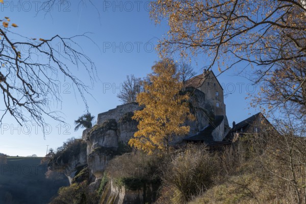 Autumnal birch (Betula) in front of Pottenstein Castle, created around 1070, Pottenstein, Upper Franconia, Bavaria, Germany