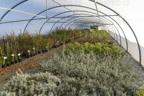 Plants growing inside polytunnel, Swann's nursery garden centre, Bromeswell, Woodbridge, Suffolk, England, UK 30 Dec 2025