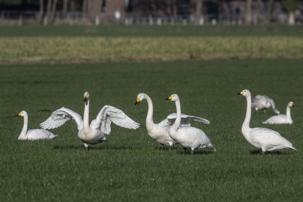 Whooper swans (Cygnus cygnus), Emsland, Lower Saxony, Germany