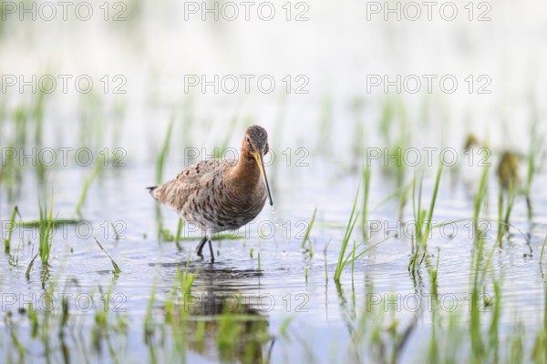 A black-tailed godwit (Limosa limosa) stands in the water between grass in a natural environment on a flooded meadow Wet meadow, Dümmer nature park Park, Lower Saxony, Germany