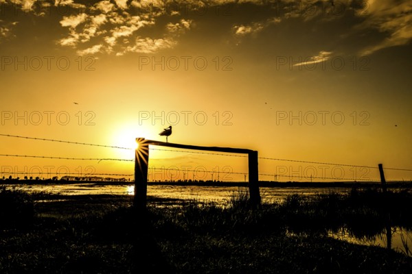 A black-tailed godwit (Limosa limosa) sits on a fence in the golden light of sunset, Dümmer nature park Park, Lower Saxony, Germany