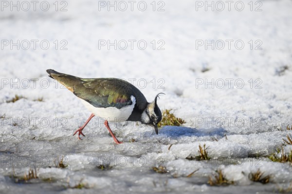 Lapwing (Vanellus vanellus) on snow-covered ground in wintry surroundings, Dümmer nature park Park, Lower Saxony, Germany