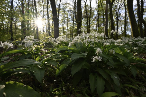 A sparkling sun shines over the wild garlic blossom (Allium ursinum) on the forest floor in a beech forest (Fagus sylvatica) in the Teutoburg Forest under a gentle incidence of light. Ahornweg, Terra Vita nature park Park, Teutoburg Forest, Lower Saxony, Germany