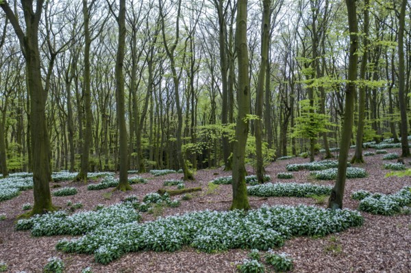 Wild garlic blossom (Allium ursinum) on the forest floor in a beech forest (Fagus sylvatica) in the Teutoburg Forest under soft incidence of light. Photo taken from an elevated location Drone shot, Ahornweg, Terra Vita nature park Park, Teutoburg Forest, Lower Saxony, Germany