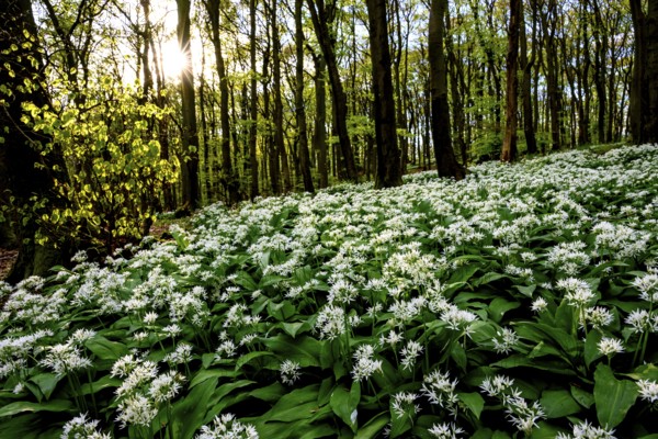 Wild garlic blossom (Allium ursinum) on the forest floor in a beech forest (Fagus sylvatica) in the Teutoburg Forest under soft light. Ahornweg, Terra Vita nature park Park, Teutoburg Forest, Lower Saxony, Germany