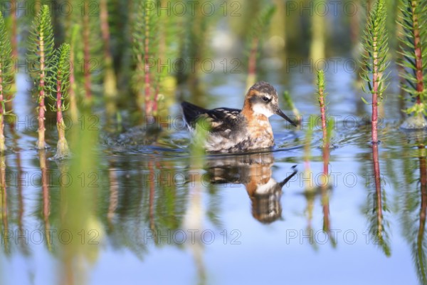 An Odin's chicken (Phalaropus lobatus) swimming among green plants in the water, in a quiet natural environment, Vadsø, Finnmark, Norway