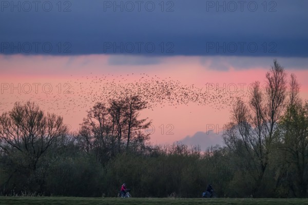 A flock of starlings (Sturnus vulgaris) flies over the silhouetted trees at sunset against a blue-pink sky, Dümmer nature park Park, Lower Saxony, Germany