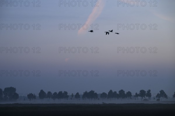 Hazy landscape with trees and birds at orange sunset, Dümmer nature park Park, Bohmte, Lower Saxony, Germany