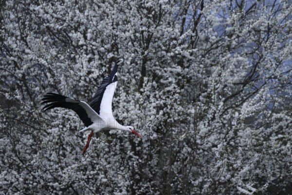 A white stork (Ciconia ciconia) flies in front of a background of flowering white shrubs, Dümmer nature park Park, Lower Saxony, Germany