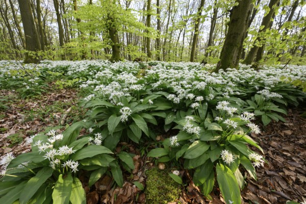 Wild garlic blossom (Allium ursinum) on the forest floor in a beech forest (Fagus sylvatica) in the Teutoburg Forest under soft light, Ahornweg, Terra Vita nature park Park, Teutoburg Forest, Lower Saxony, Germany