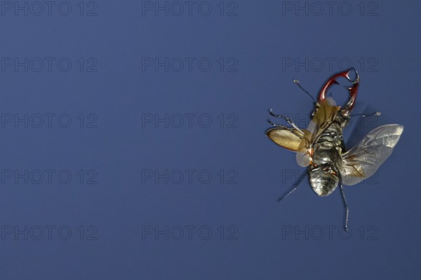 Close-up of a flying stag beetle (Lucanus cervus) with recognisable wings in front of a blue sky, Dammer Berge, Damme, Lower Saxony, Germany