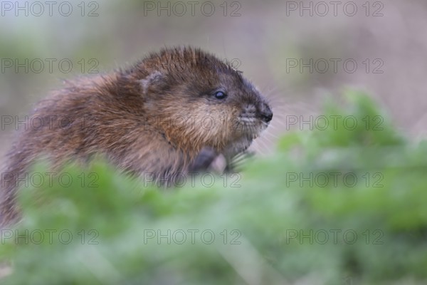 A muskrat (Ondatra zibethicus) in portrait looks attentively at its surroundings, surrounded by grass, Dümmerniederung nature park Park, Lower Saxony, Germany