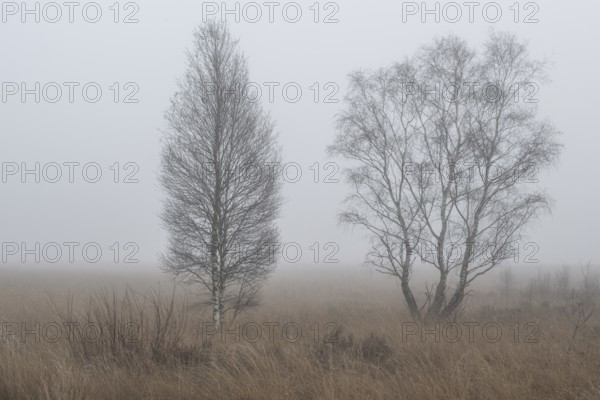 Birches (Betula pendula) in the fog in the moor, Emsland, Lower Saxony, Germany