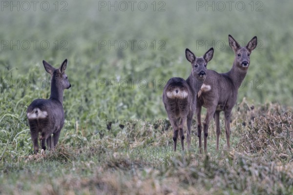 Roe deer (Capreolus capreolus), Emsland, Lower Saxony, Germany