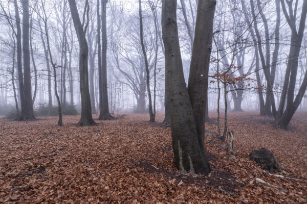 Beech forest (Fagus sylvatica) in the fog, Emsland, Lower Saxony, Germany